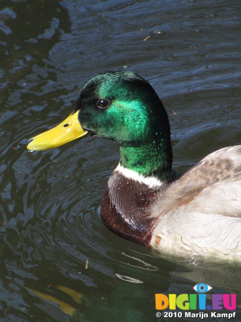 SX12793 Closeup of male duck